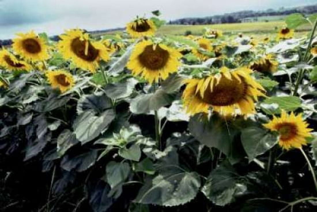 Sunflower Fields I Canvas Art - Bob Stefko (20 x 28)