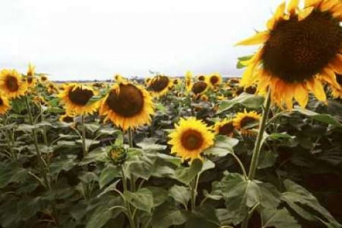 Sunflower Fields IV Canvas Art - Bob Stefko (20 x 28)