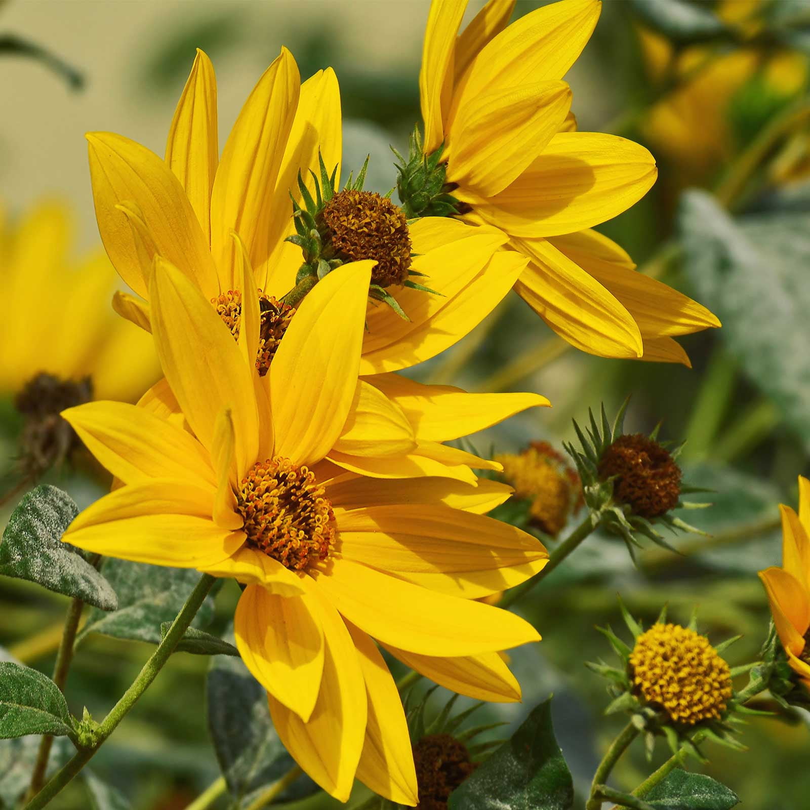 Sunflower Flower Garden Seeds - Maximilian - 4 Oz - Perennial Wildflower Gardening Seeds - Sun Flower