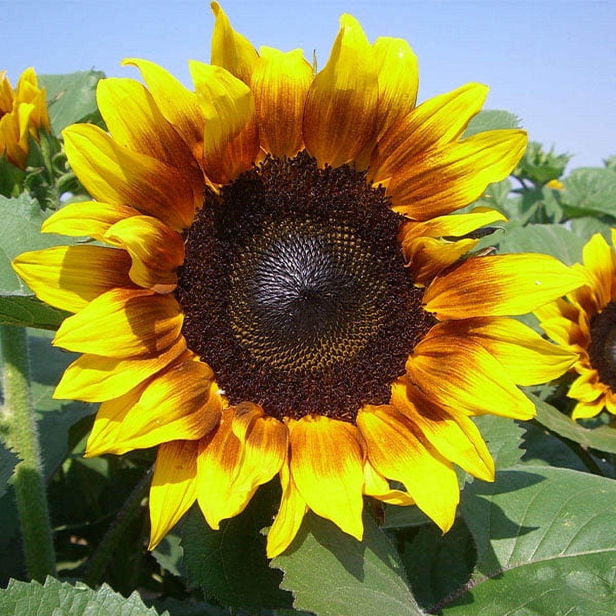 Sunflower Flower Garden Seeds -  ProCut F1 - Bi-Color - 500 Seeds - Annual Wildflower Gardening Seeds - Sun Flower