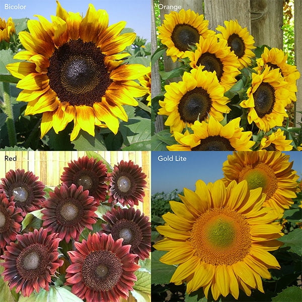 Sunflower Flower Garden Seeds - ProCut F1 - Mix - 500 Seeds - Annual Wildflower Gardening Seeds - Sun Flower