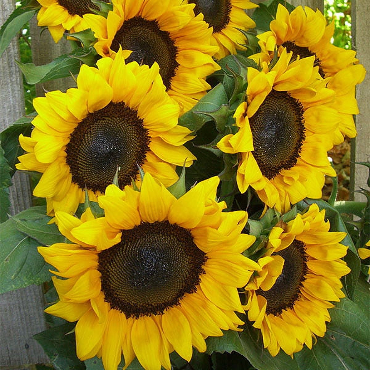 Sunflower Flower Garden Seeds - ProCut F1 - Orange - 500 Seeds - Annual Wildflower Gardening Seeds - Sun Flower