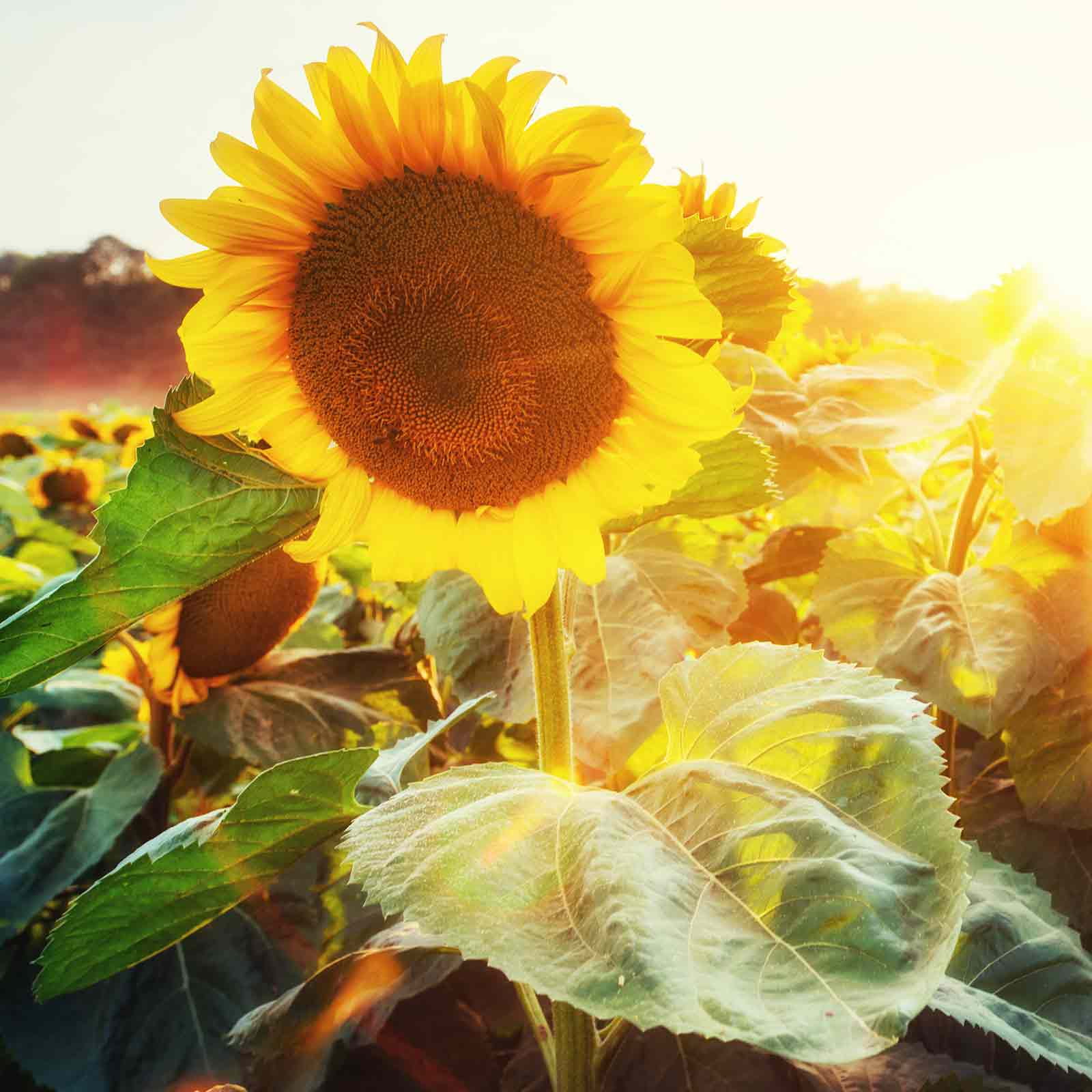 Sunflower Flower Garden Seeds - Sunspot - 1 Lb - Annual Wildflower Gardening Seeds - Sun Spot Sun Flower