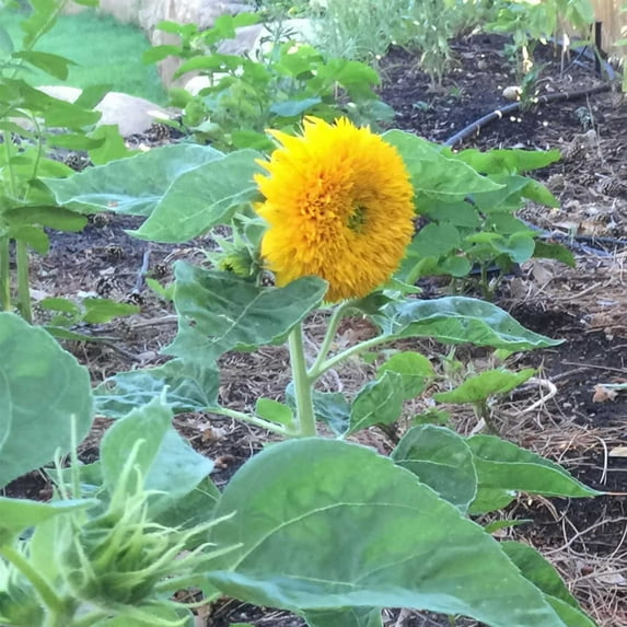 Sunflower Flower Garden Seeds - Teddy Bear - 4 Oz - Annual Wildflower Gardening Seeds - Mountain Valley Seeds
