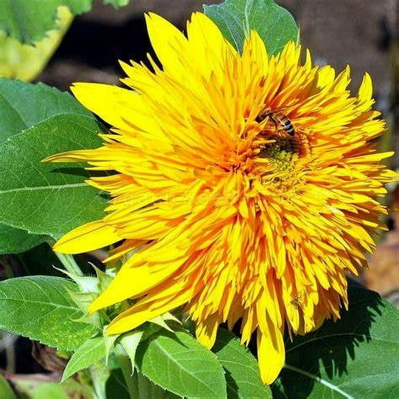 Sunflower, Giant Sungold 200 Seeds Large Beautiful Vivid Colorful Blooms