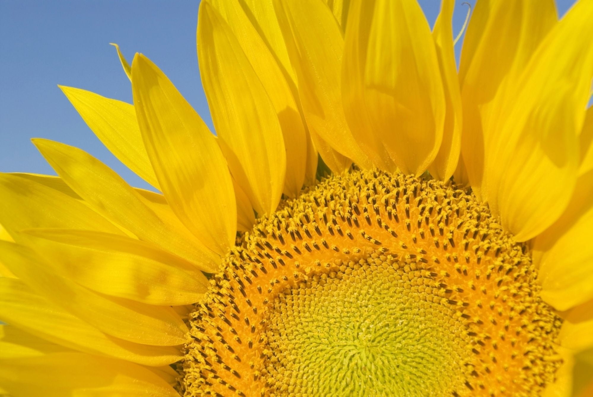Sunflower (Helianthus Annuus) Canvas Art - Michael Thornton Design Pics (18 x 12)