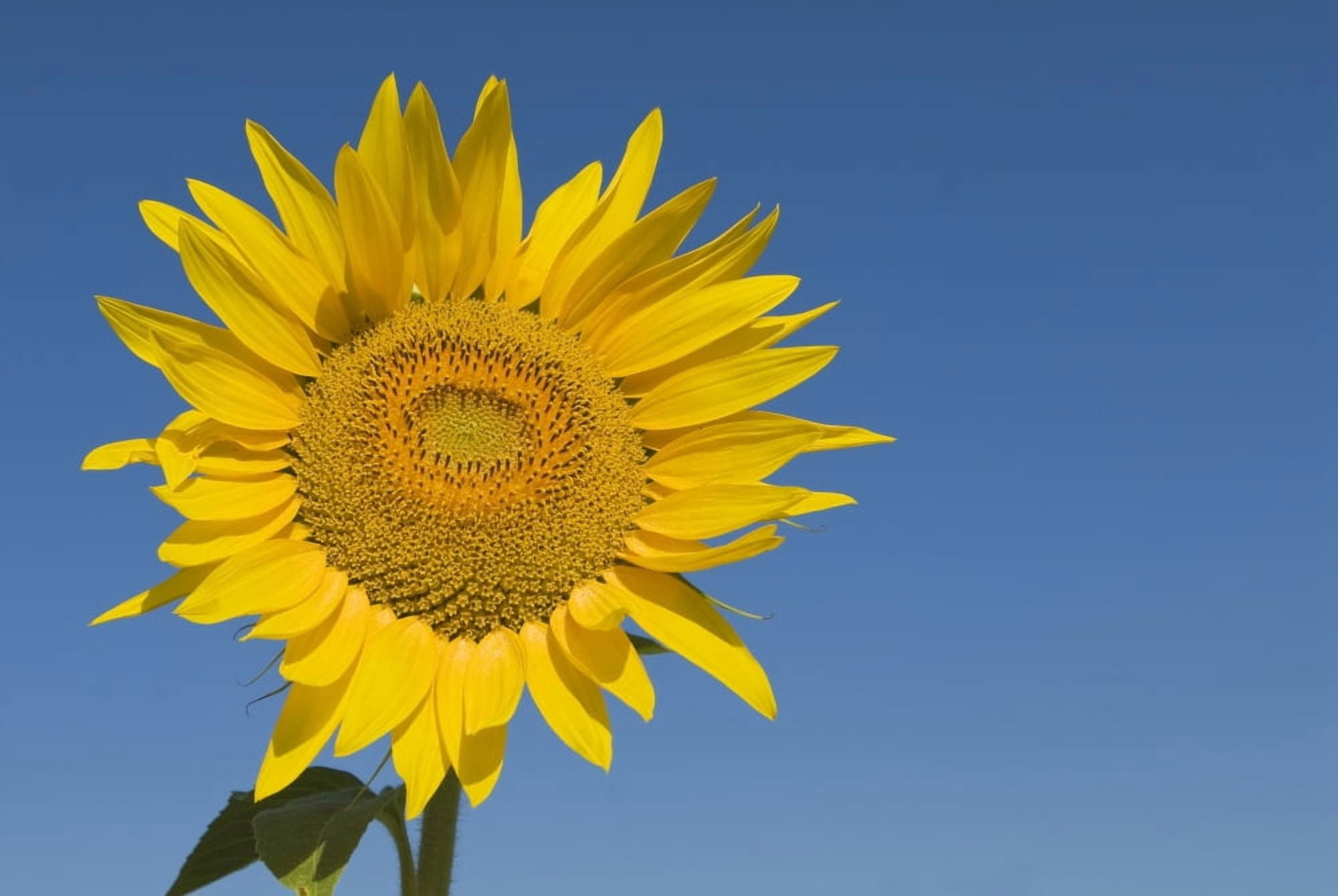 Sunflower Helianthus Annuus Canvas Art - Michael Thornton Design Pics (18 x 12)