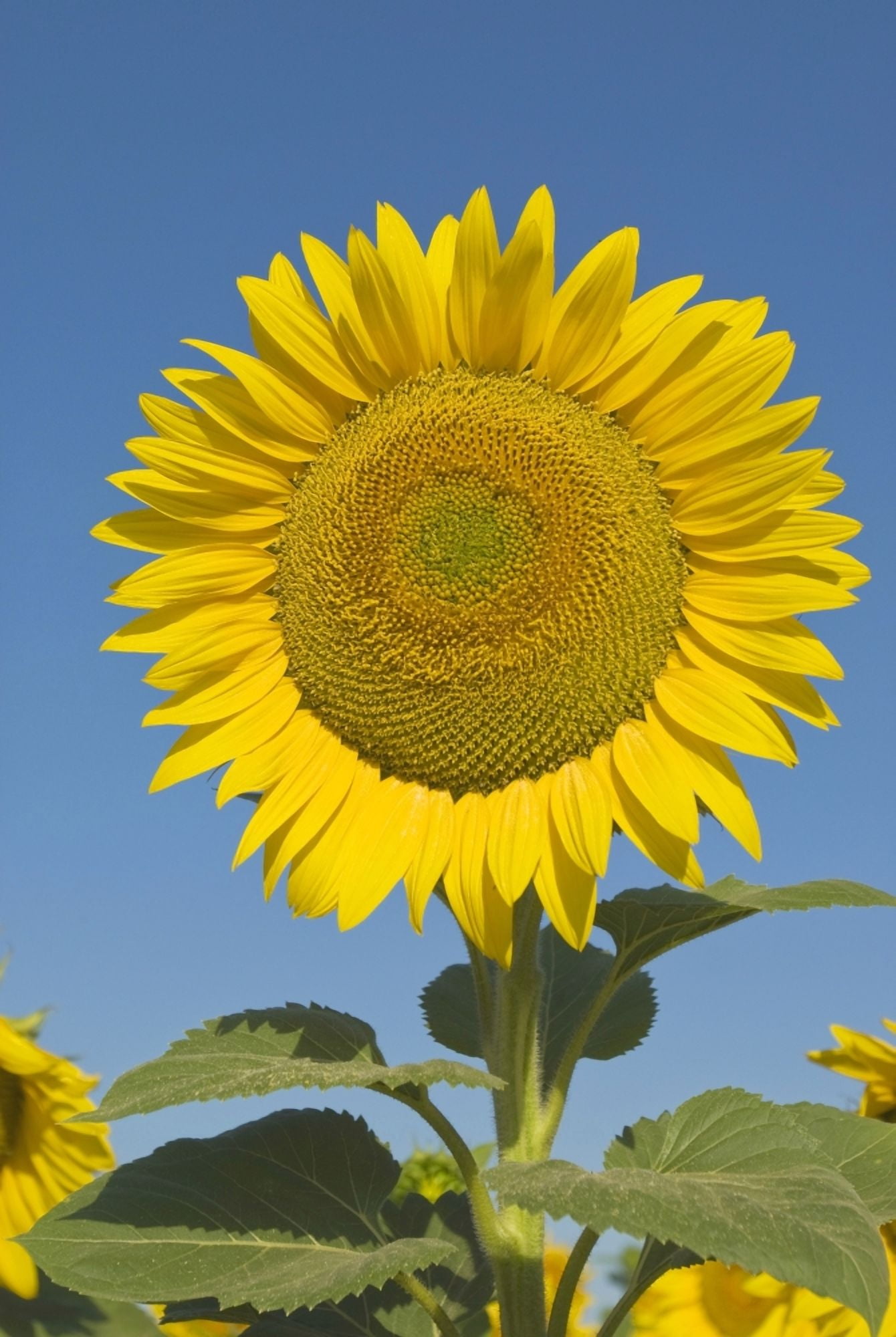 Sunflower (Helianthus Annuus) Canvas Art - Michael Thornton Design Pics (24 x 36)