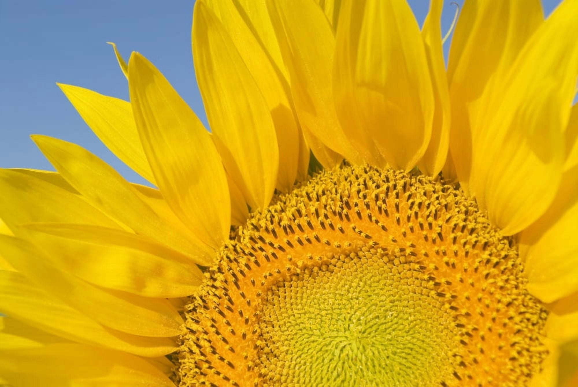 Sunflower (Helianthus Annuus) Canvas Art - Michael Thornton Design Pics (36 x 24)