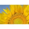 thumbnail image 1 of Sunflower Helianthus Annuus Poster Print, 18 x 12, 1 of 1