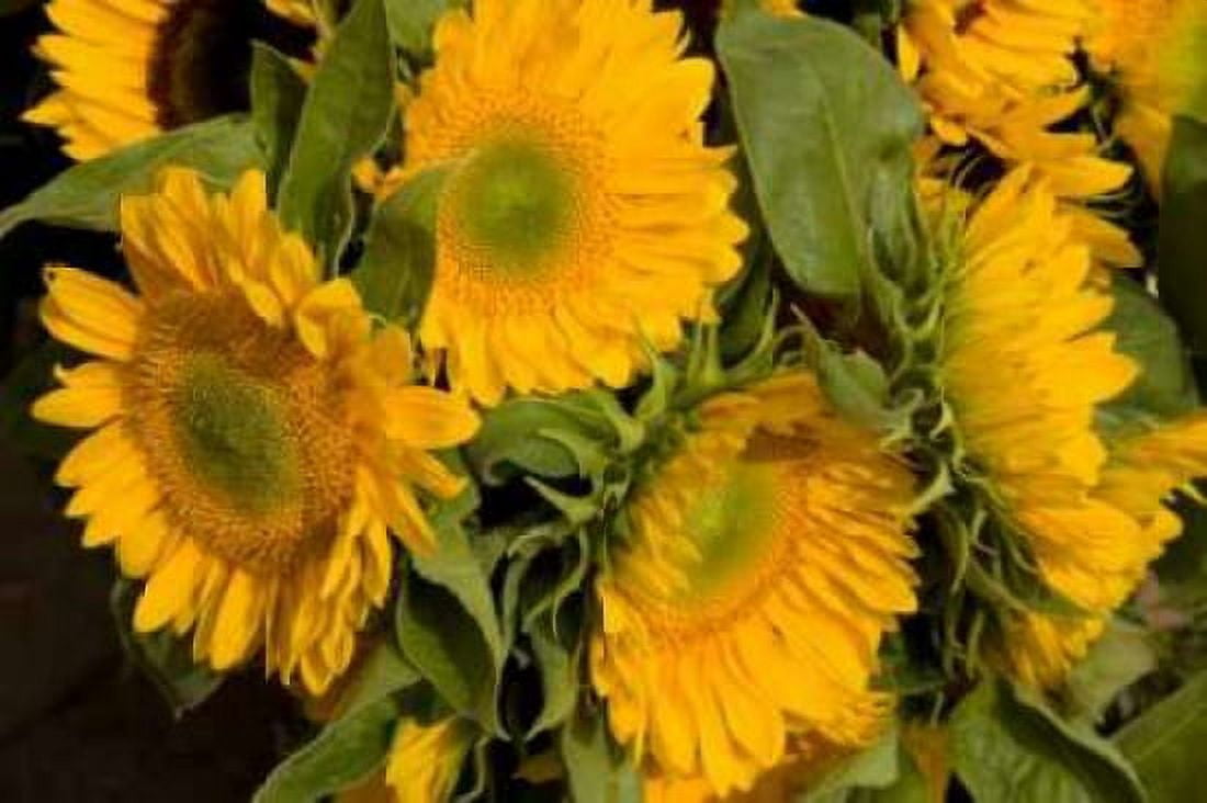 Sunflower I Canvas Art - Maureen Love (12 x 18)