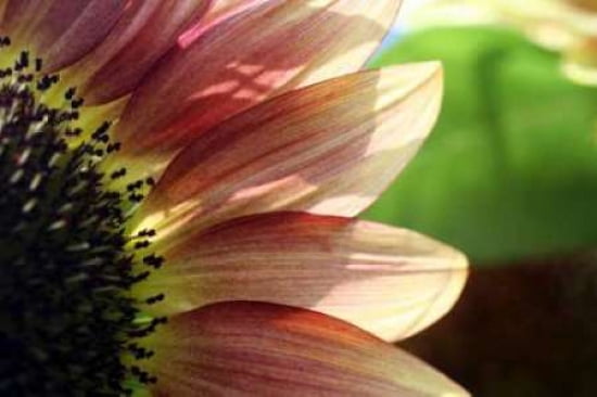 Sunflower I Canvas Art - Tammy Putman (24 x 36)
