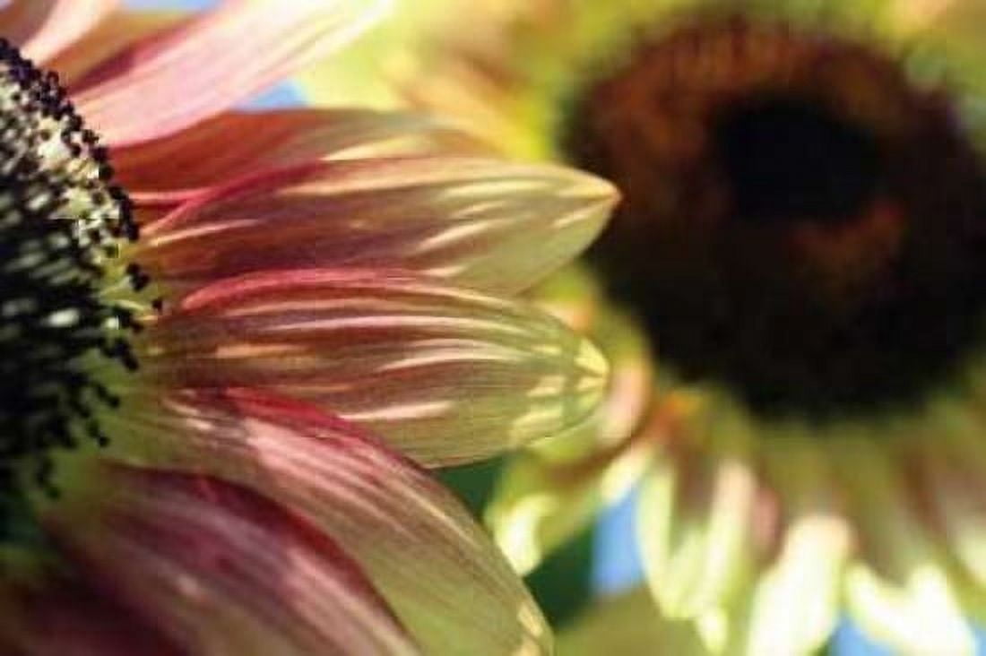 Sunflower II Canvas Art - Tammy Putman (24 x 36)