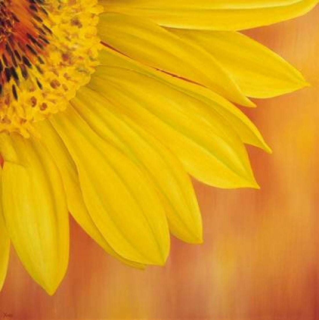 Sunflower II Canvas Art - Yvonne Poelstra-Holzhaus (24 x 24)