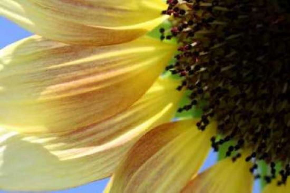 Sunflower III Canvas Art - Tammy Putman (12 x 18)
