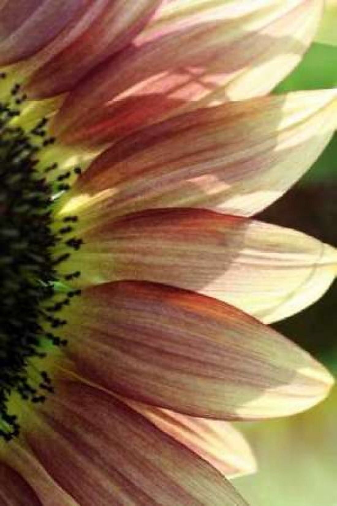 Sunflower IV Canvas Art - Tammy Putman (24 x 36)