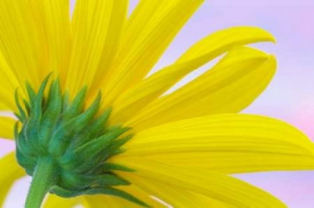 Sunflower Macro I Canvas Art - Kathy Mahan (12 x 18)
