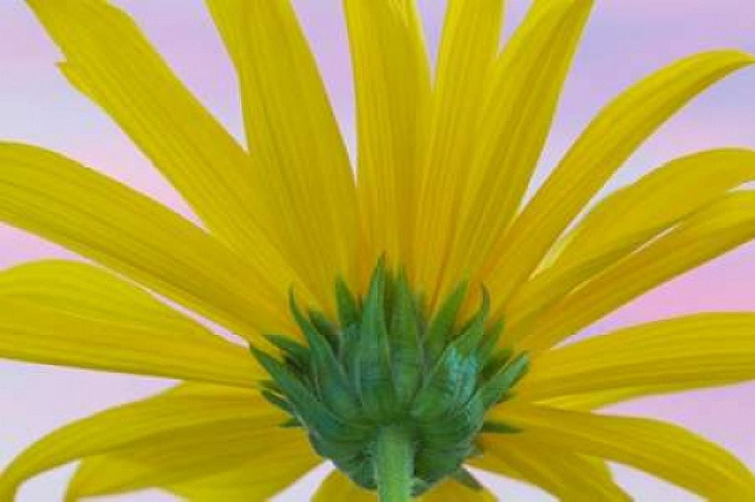 Sunflower Macro II Canvas Art - Kathy Mahan (12 x 18)