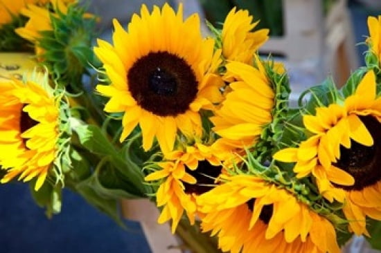 Sunflower Market France Canvas Art - Brian Jannsen DanitaDelimont (36 x 24)