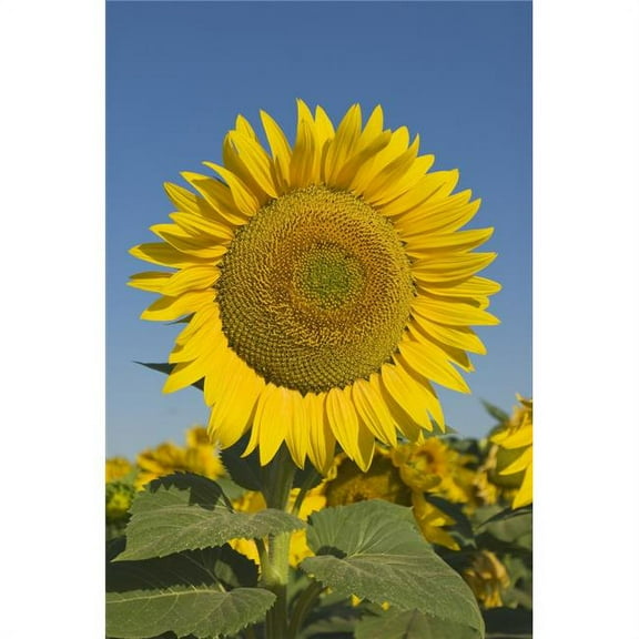 Sunflower Poster Print - 11 x 17