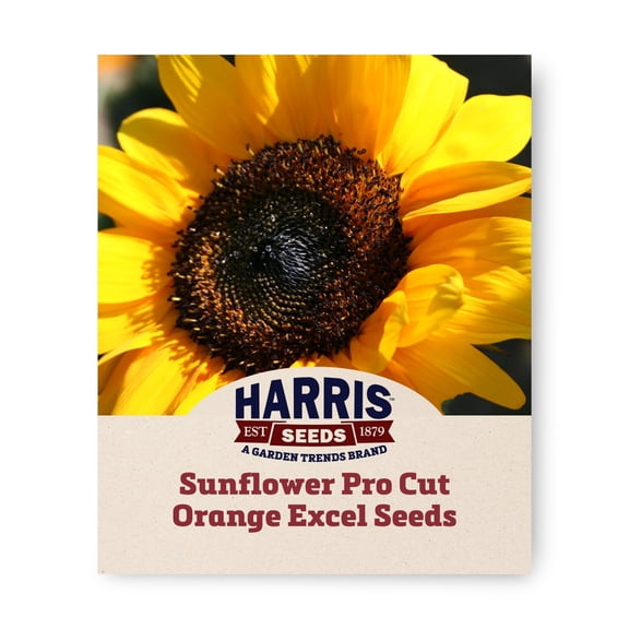 Harris Seeds Sunflower Pro Cut Orange Excel F1, Early Blooming Cut Flower Variety, 250 Count