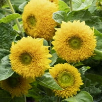 Sunflower Seed - Sunflower Sun Gold Dwarf Flower Seeds - 1/4 LB