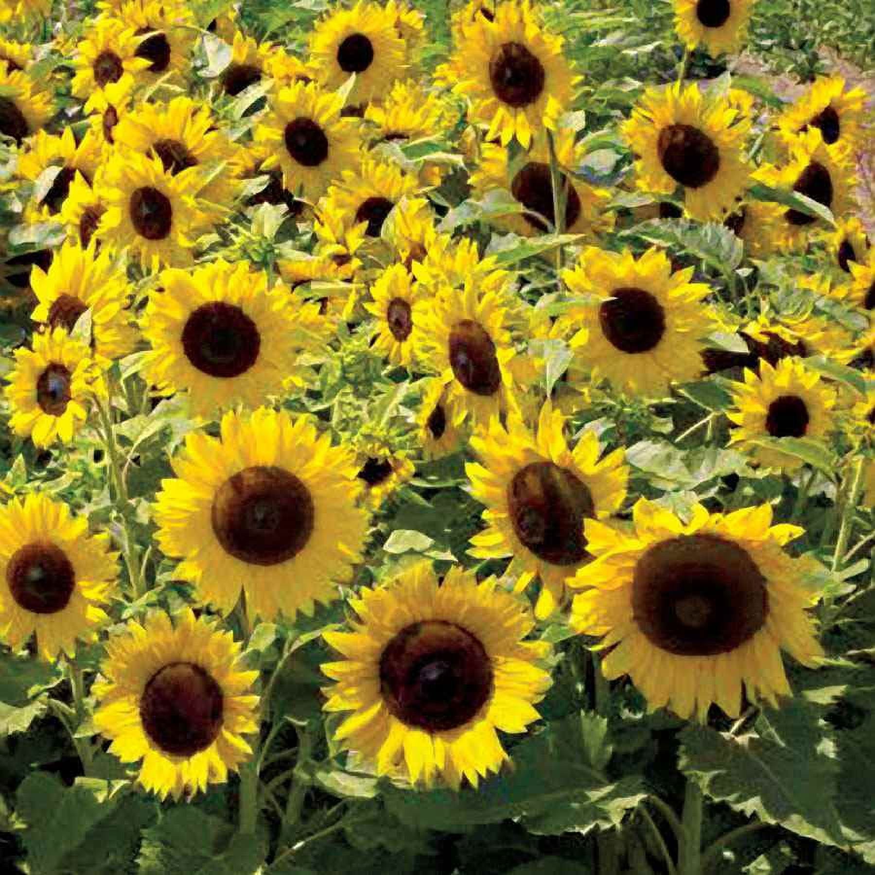Sunflower Seed - Sunflower Sunspot Dwarf Flower Seeds - 1 LB