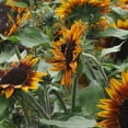 Sunflower Seeds Beutiful Flower Sunflowers Grow YearRound Sunflowers Have Many Flowers