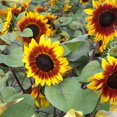 Sunflower Seeds Beutiful Flower Sunflowers Grow YearRound Sunflowers