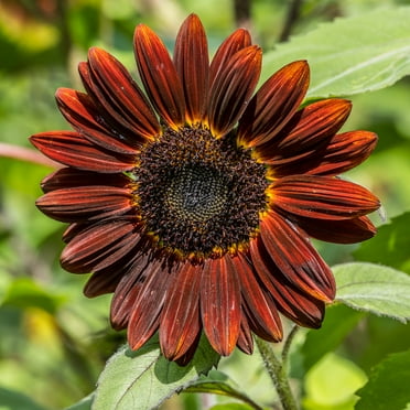 Sunflower Seeds - Chocolate Cherry - 4 g Packet ~60 Seeds - Helianthus annuus - Non-GMO, Open Pollinated - Flower Gardening