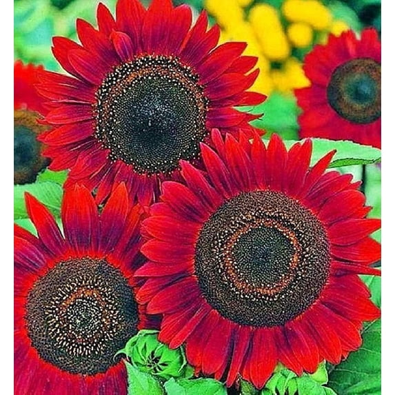 Sunflower Seeds for Planting - Grow Red Velvet Queen Sun Flowers in Your Garden - 25 Non GMO Heirloom Seeds - Full Planting Instructions for Easy to Grow - Great Gardening Gifts (2 Packets)