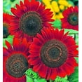 thumbnail image 1 of Sunflower Seeds for Planting - Grow Red Velvet Queen Sun Flowers in Your Garden - 25 Non GMO Heirloom Seeds - Full Planting Instructions for Easy to Grow - Great Gardening Gifts (1 Packet), 1 of 3
