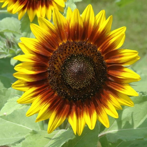 Sunflower Seeds for Planting - Ring of Fire Variety Sunflower Seeds for Planting - Non-GMO Untreated Seeds - AAS - All Ameerican Selections Winner Produces Stable Bicolor Flowers - 50 Seeds