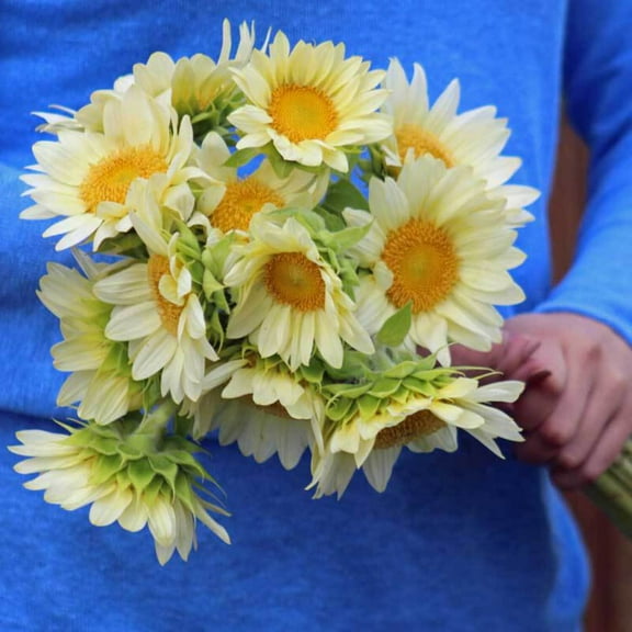 Sunflower Seeds - Pro Cut White Lite F1 Variety Seed - Non-GM0 - Hybrid Seeds Bred to Be Pollen-Free to Foster Clean Appearance of Flower Heads Demanded by Wholesalers and Florists  - 50 Seeds