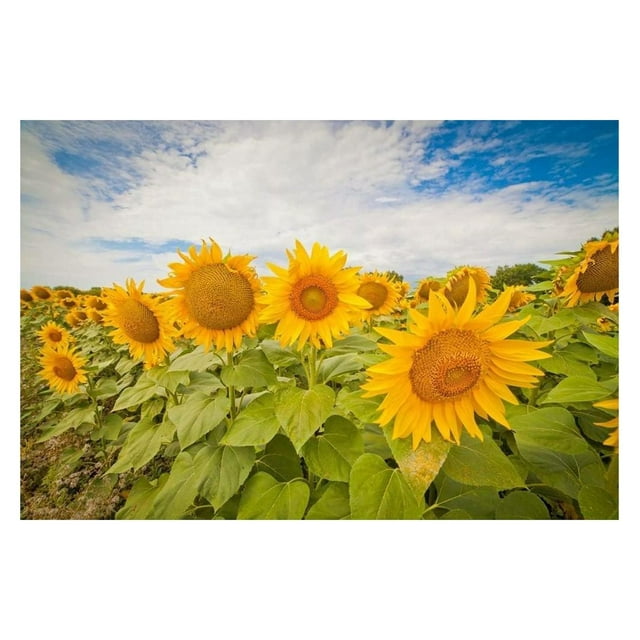 Sunflower Seeds for Planting Heirloom NonGMO, Bulk Package of 15