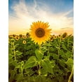 Sunflower Seeds for Planting to Plant Mammoth Sunflower Seeds