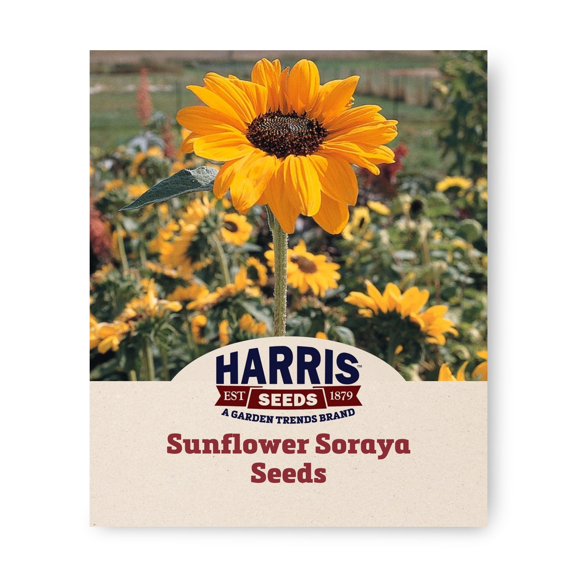 Harris Seeds Garden Seeds Near Me: Plant Seeds & Flower Seeds - Walmart.com