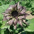 thumbnail image 1 of Sunflower SunFill™ Purple F1 Seed, 1 of 2