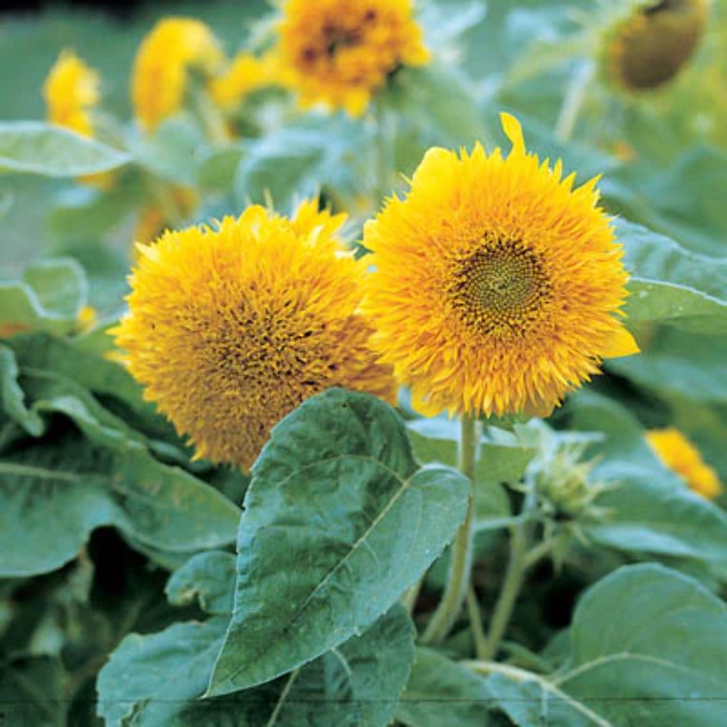 Sunflower Teddy Bear Seed Walmart