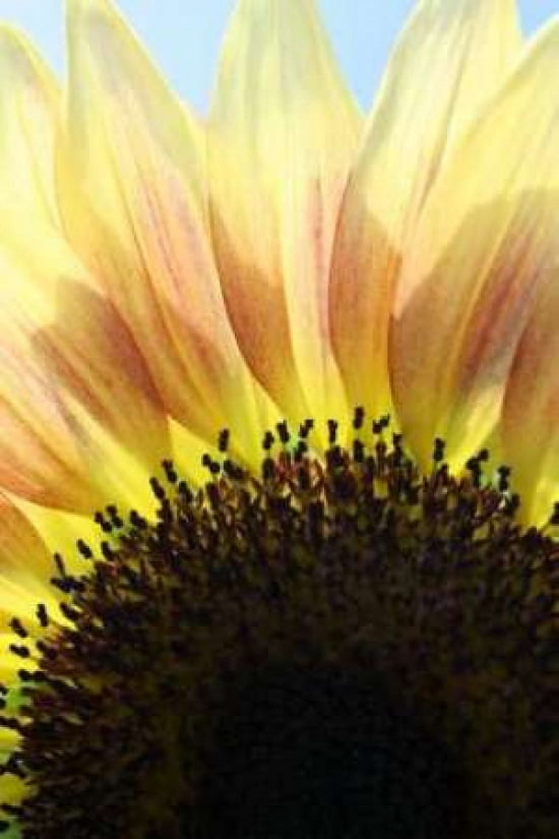 Sunflower V Canvas Art - Tammy Putman (12 x 18)