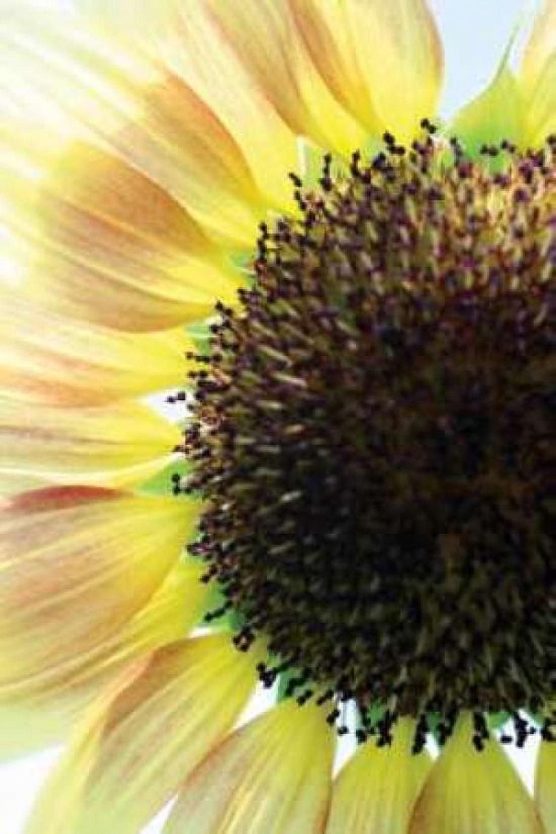 Sunflower VI Canvas Art - Tammy Putman (24 x 36)