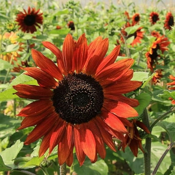 Sunflower, Velvet Queen, 200 Seeds Beautiful Bright Red Blooms