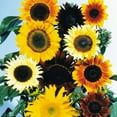 thumbnail image 1 of Sunflower Wild Flower Garden Seeds - All Sorts Mix - 4 g Packet ~100 Seeds - Annual Wildflower Gardening Seeds, 1 of 7