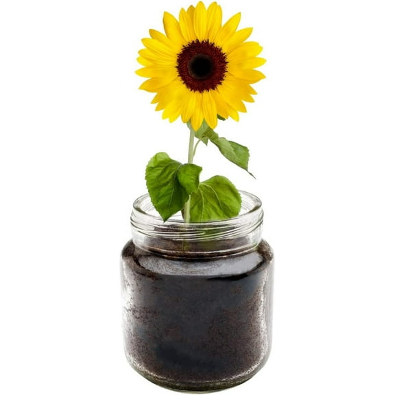 Sunflower Windowsill Planter Kit - Grows Year Round, Includes Everything Needed for Planting