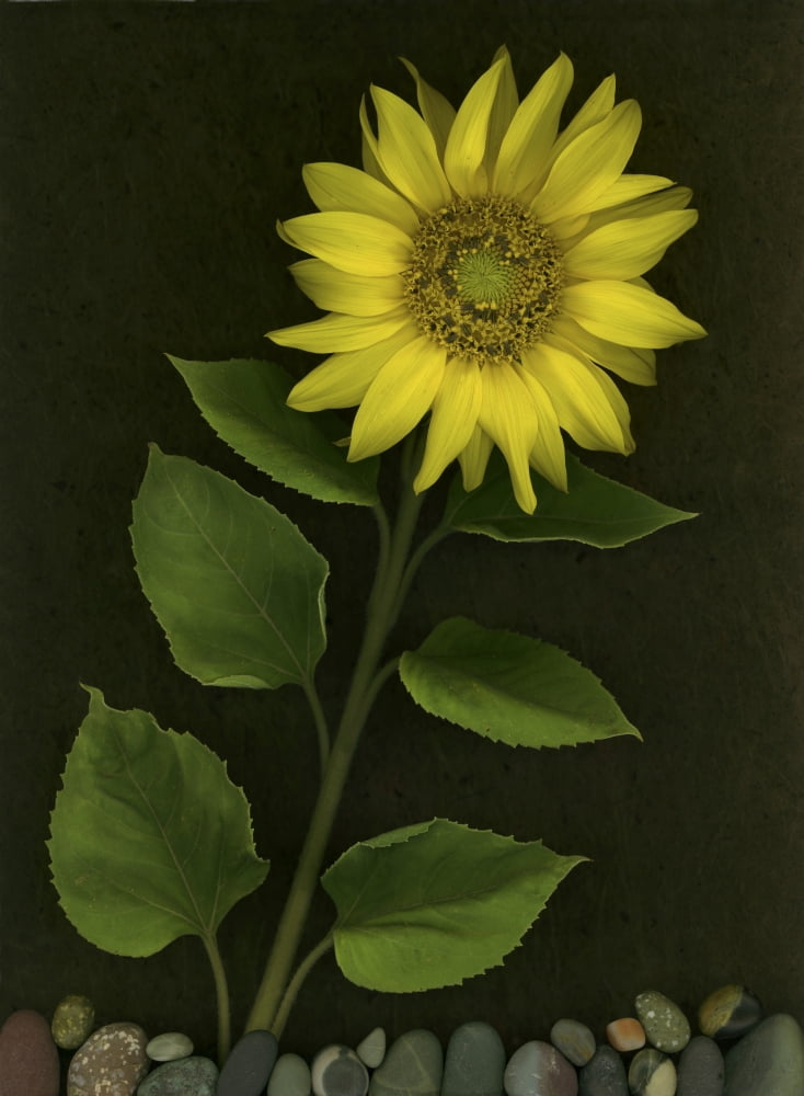 Sunflower With Rocks Canvas Art - Deddeda Design Pics (12 x 16)