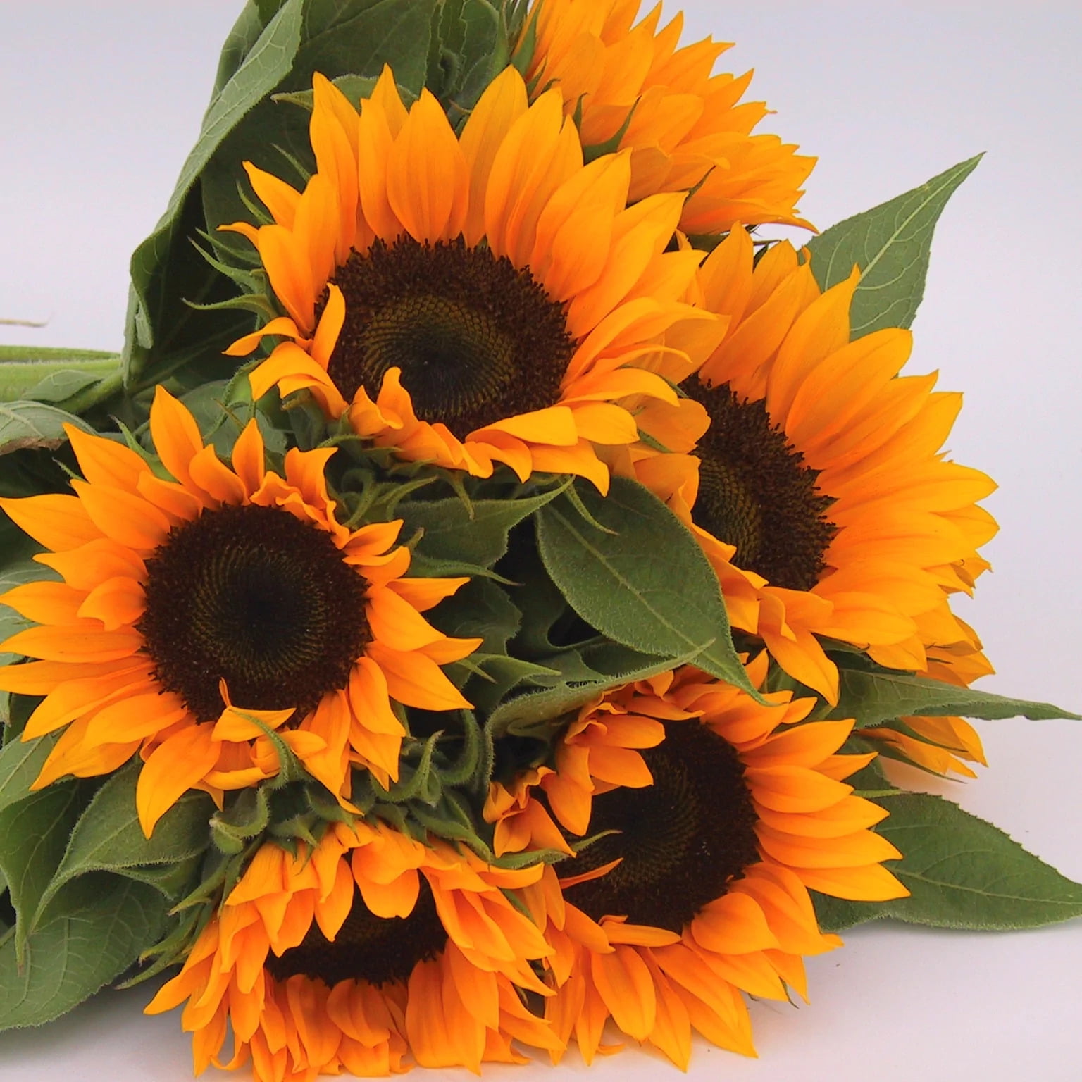 Sunflower Zohar F1 Organic Seed - NON-GMO - 1,000 Seeds
