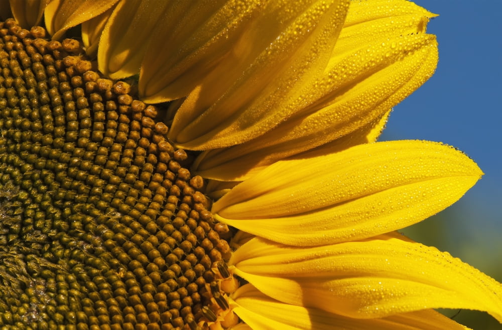 Sunflower blooms in a garden Astoria Oregon United States of America Canvas Art - Robert L Potts Design Pics (38 x 24)