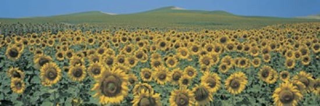 Sunflower field Andalucia Spain Canvas Art - Panoramic Images (18 x 6)