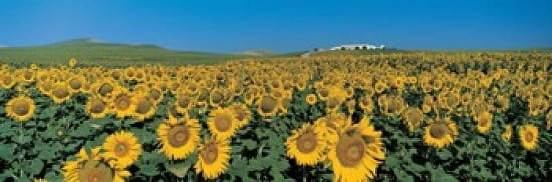 Sunflower field Andalucia Spain Canvas Art - Panoramic Images (18 x 6)