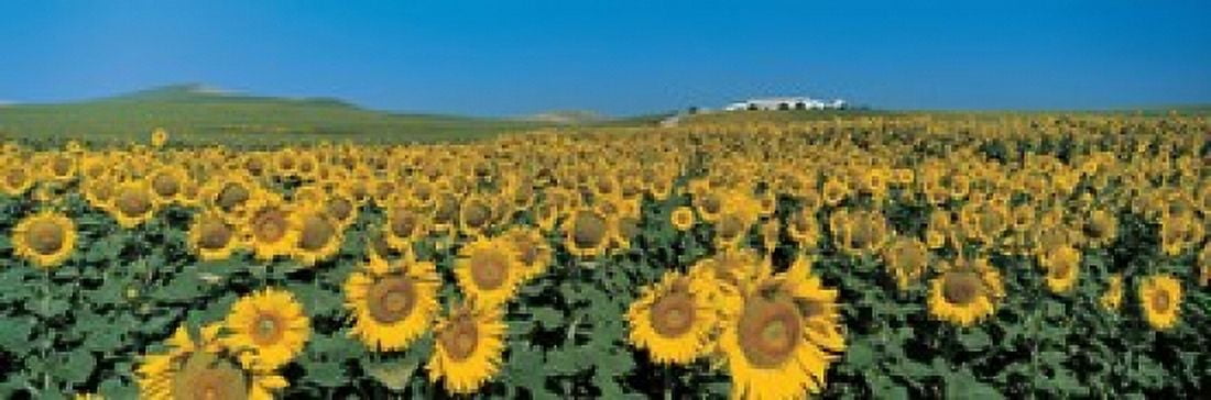 Sunflower field Andalucia Spain Canvas Art - Panoramic Images (36 x 12)